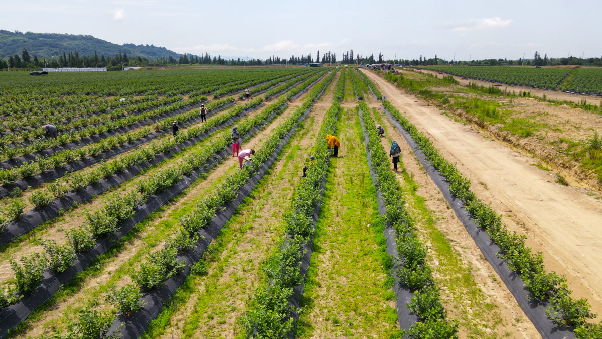 Keystone Agro Is Expecting Its First Harvest This Year