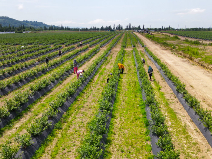 Keystone Agro Is Expecting Its First Harvest This Year